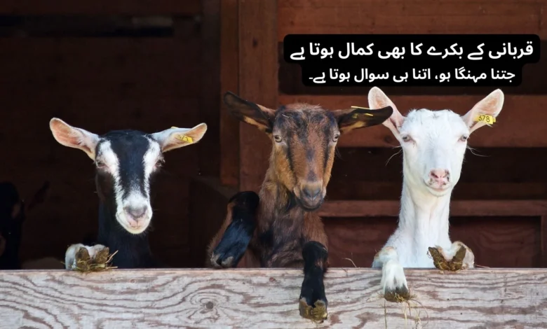 Bakra Eid Funny Shayari In Urdu
