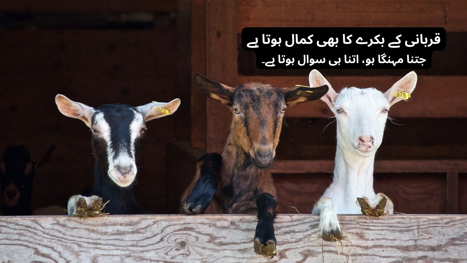 Bakra Eid Funny Shayari In Urdu 2026 - Poetry Valley