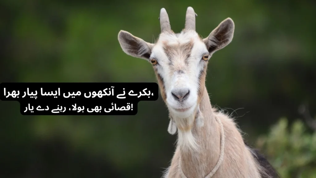 Best Collection of Bakra Eid Poetry