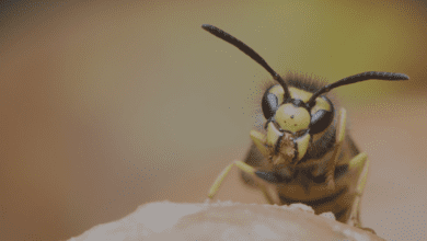 Why Professional Wasp Nest Removal Is Crucial for Your Safety