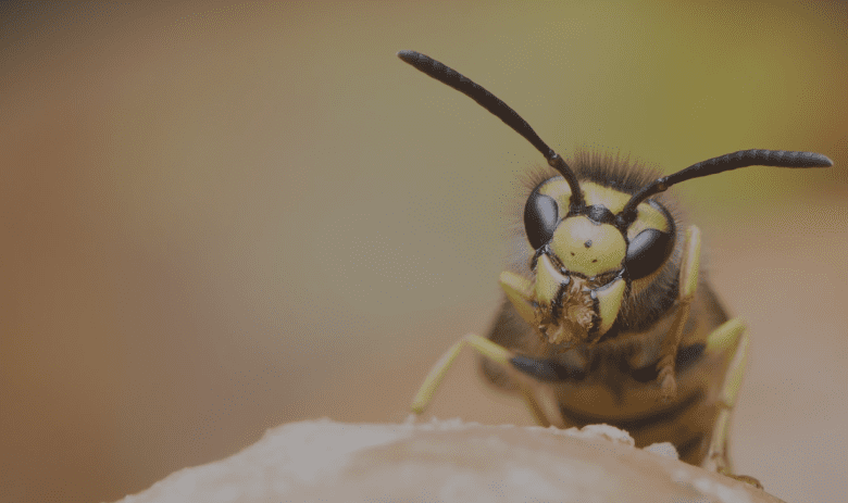 Why Professional Wasp Nest Removal Is Crucial for Your Safety