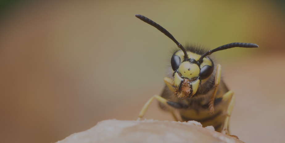 Why Professional Wasp Nest Removal Is Crucial for Your Safety - Poetry Valley