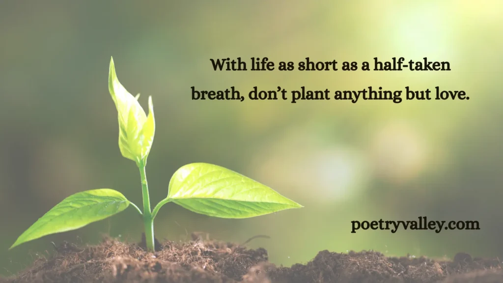 Rumi Quotes About Life In English