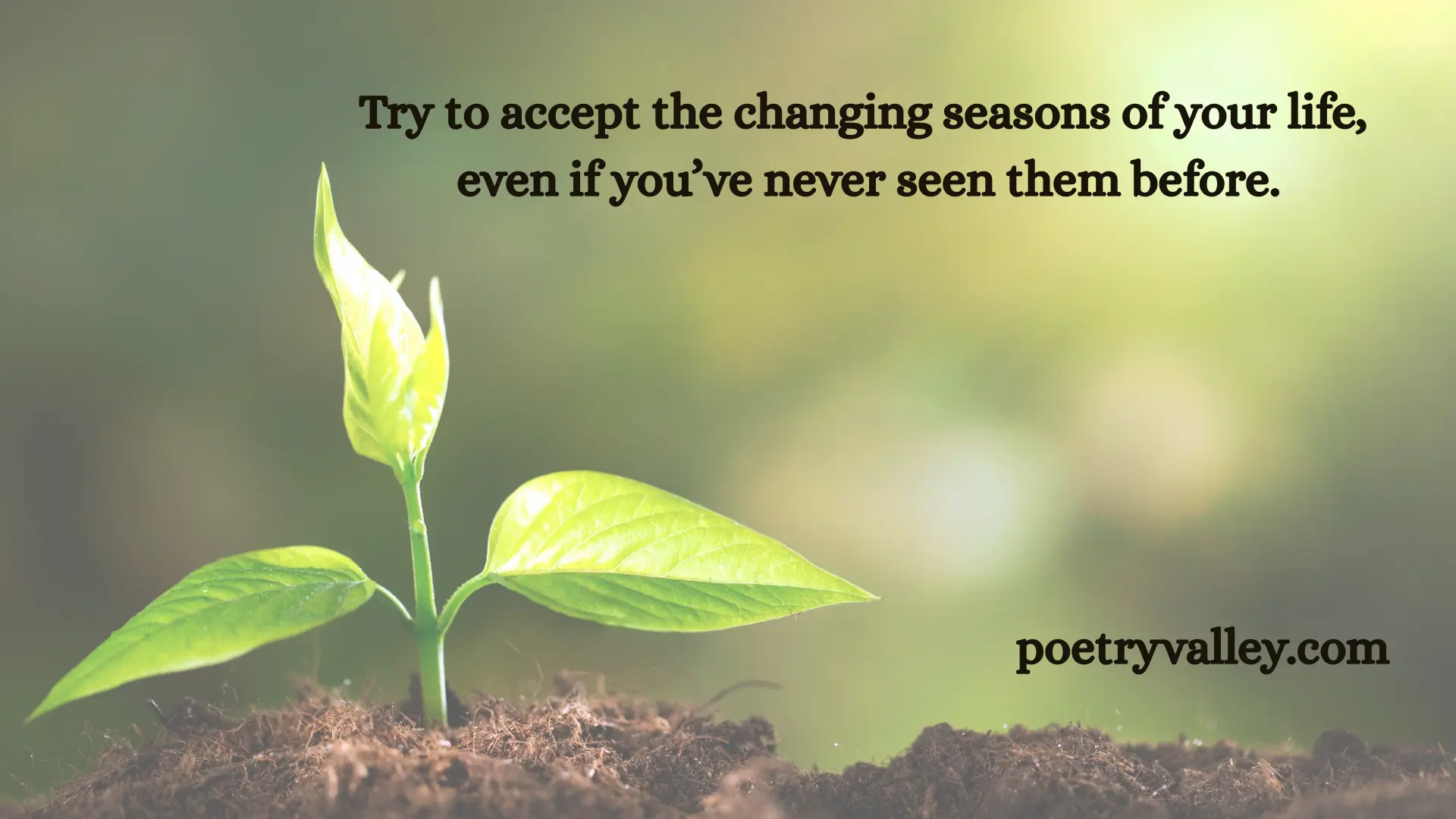 Rumi Quotes About Life – Deep, Spiritual & Soulful Sayings - Poetry Valley