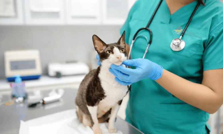 Comprehensive Care at Happy Valley Pet Hospital