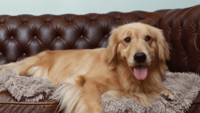 Chew Resistant Dog Bed Solutions for Puppies and Aggressive Chewers