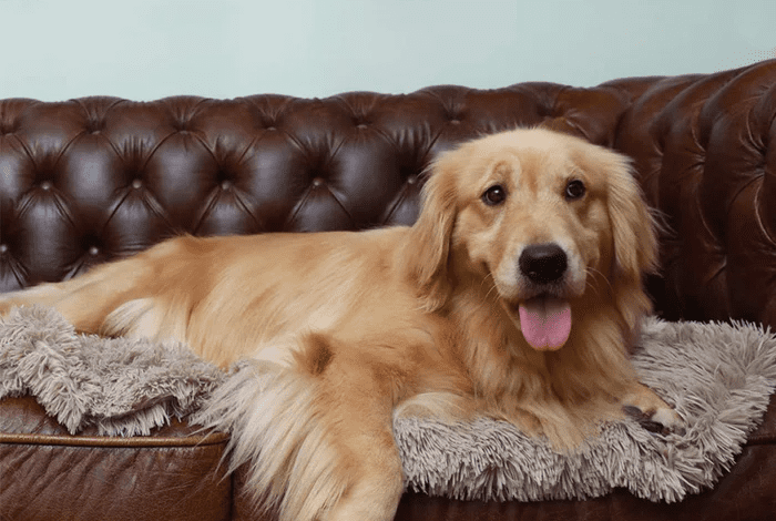 Chew Resistant Dog Bed Solutions for Puppies and Aggressive Chewers