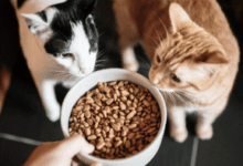 Cat Food Tin: Fresh and Convenient Storage for Your Feline’s Meals