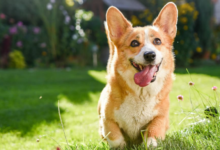 Is Rosemary Safe for Dogs? Pet Owner's Guide to Herbal Safety and Toxicity