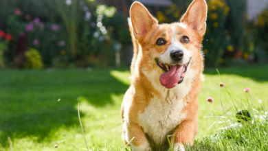 Is Rosemary Safe for Dogs? Pet Owner's Guide to Herbal Safety and Toxicity