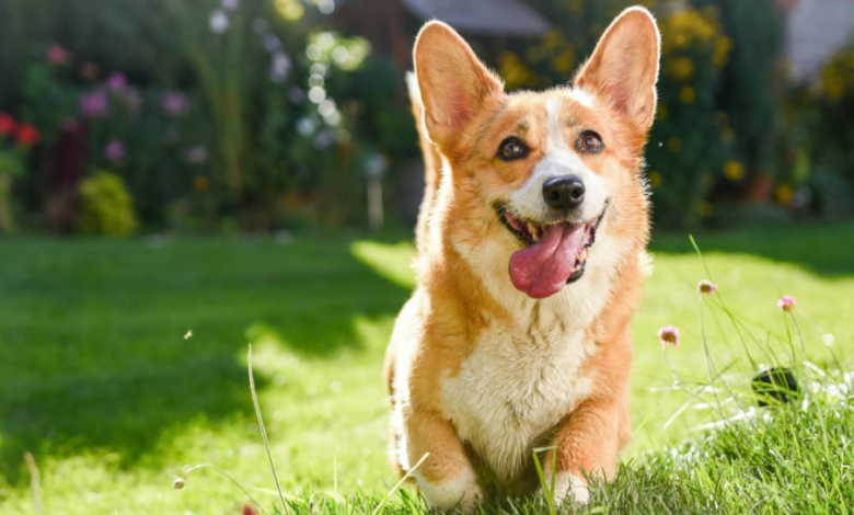 Is Rosemary Safe for Dogs? Pet Owner's Guide to Herbal Safety and Toxicity