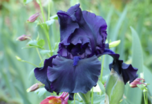The Thoughts That Arrive at Night: Iris Is Available When the House Goes Quiet