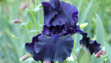 The Thoughts That Arrive at Night: Iris Is Available When the House Goes Quiet
