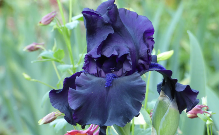 The Thoughts That Arrive at Night: Iris Is Available When the House Goes Quiet